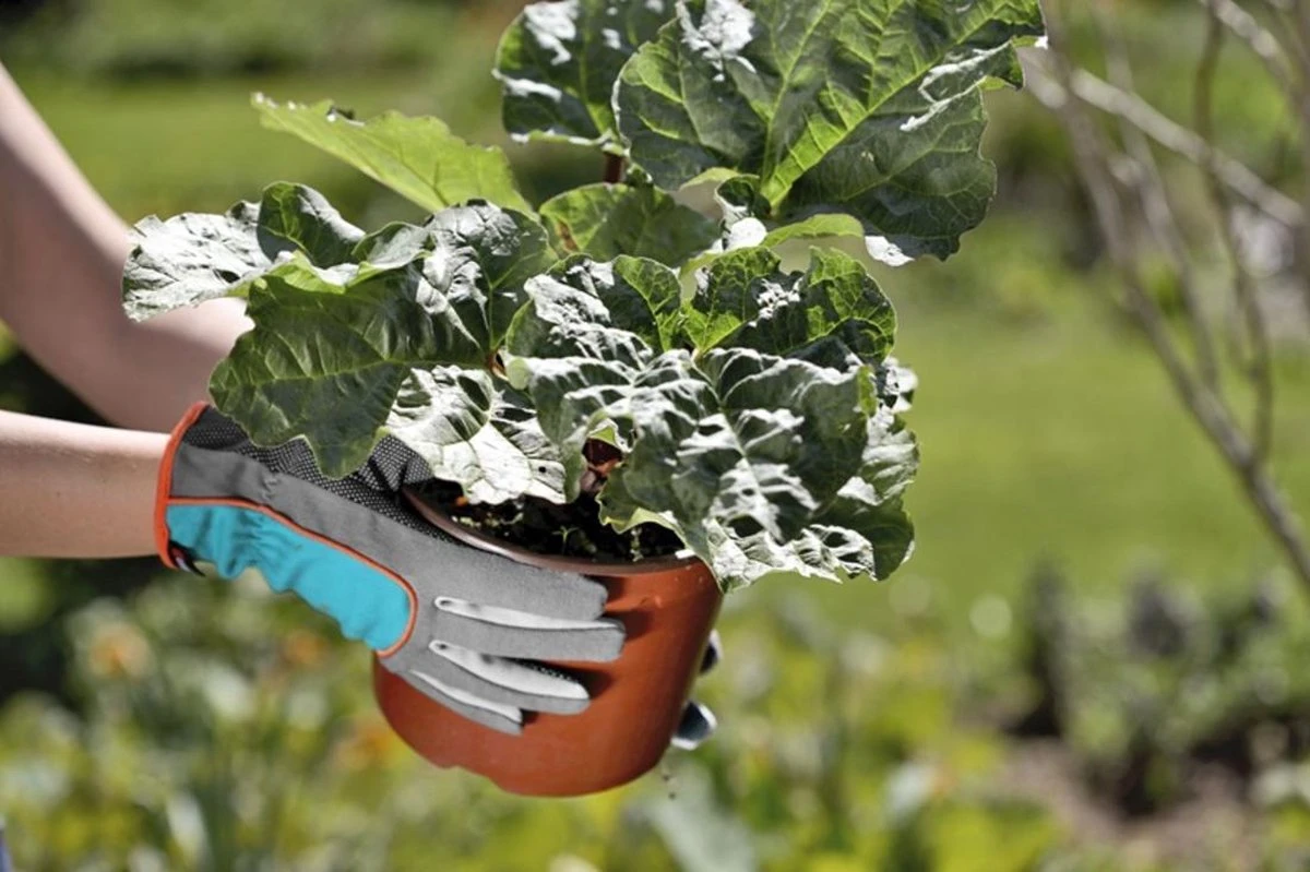 GARDENA Tuinhandschoen - Maat M 5 GARDENA Tuinhandschoen - Maat M - Afbeelding 5