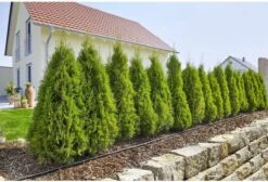 GARDENA Micro Drip System Startset L Druppelsysteem - 50 Meter 10 GARDENA Micro Drip System Startset L Druppelsysteem - 50 Meter -Gardena Tuin Aanbiedingen Winkel 1200x814 1