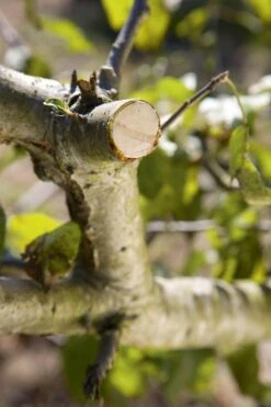 GARDENA - Comfort - Hefboomsnoeischaar Smartcut - Snoeischaar - Takdikte Max. 22 Mm 11 GARDENA - Comfort - Hefboomsnoeischaar Smartcut - Snoeischaar - Takdikte Max. 22 Mm -Gardena Tuin Aanbiedingen Winkel 799x1200 28